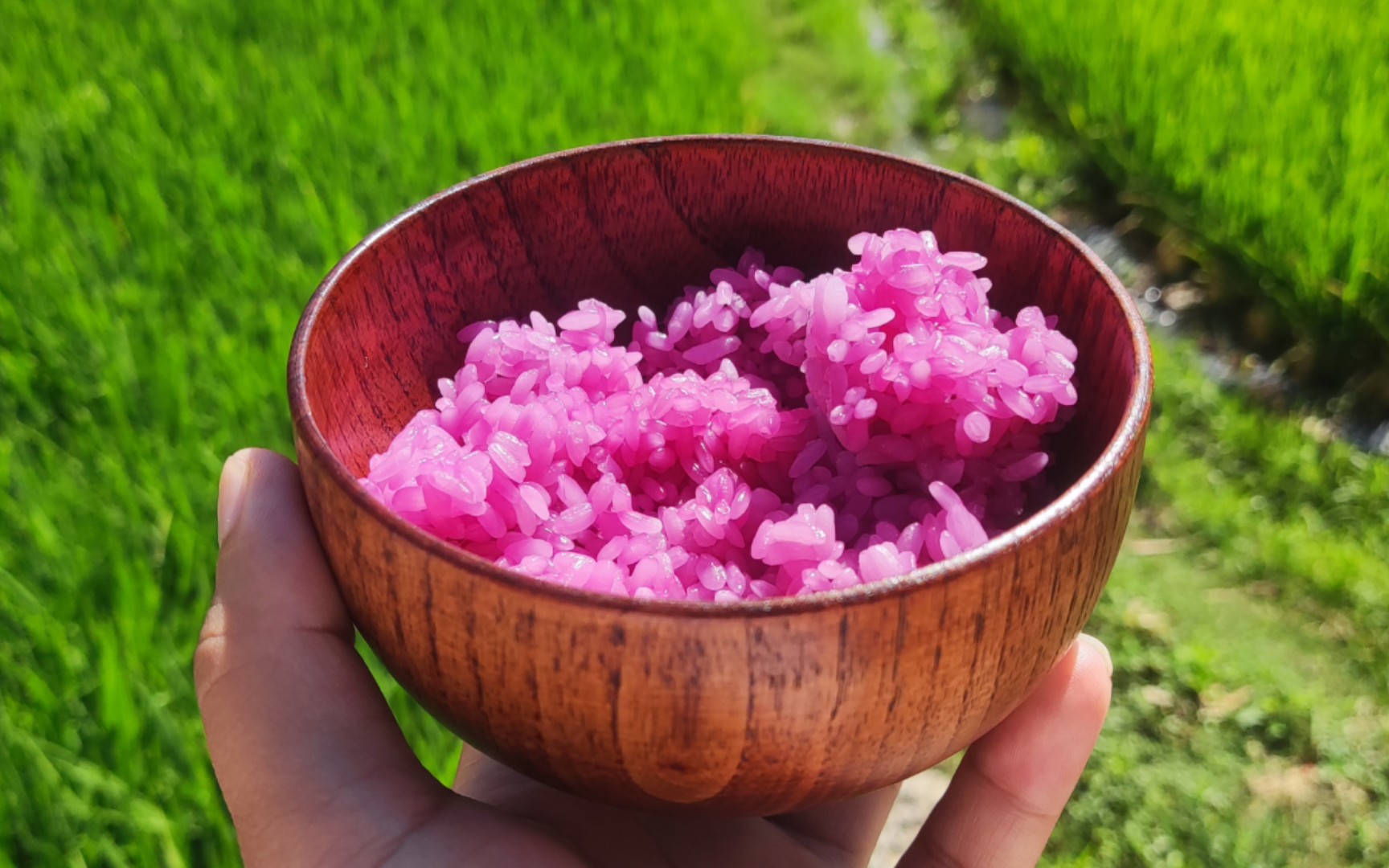 六月六过节制作红糯米(其实是紫色的,不过我们这边都叫它红糯米)