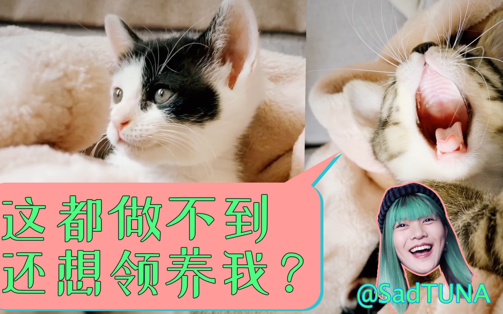 领养猫猫须知!猫:这都做不到还想领养我?哔哩哔哩bilibili