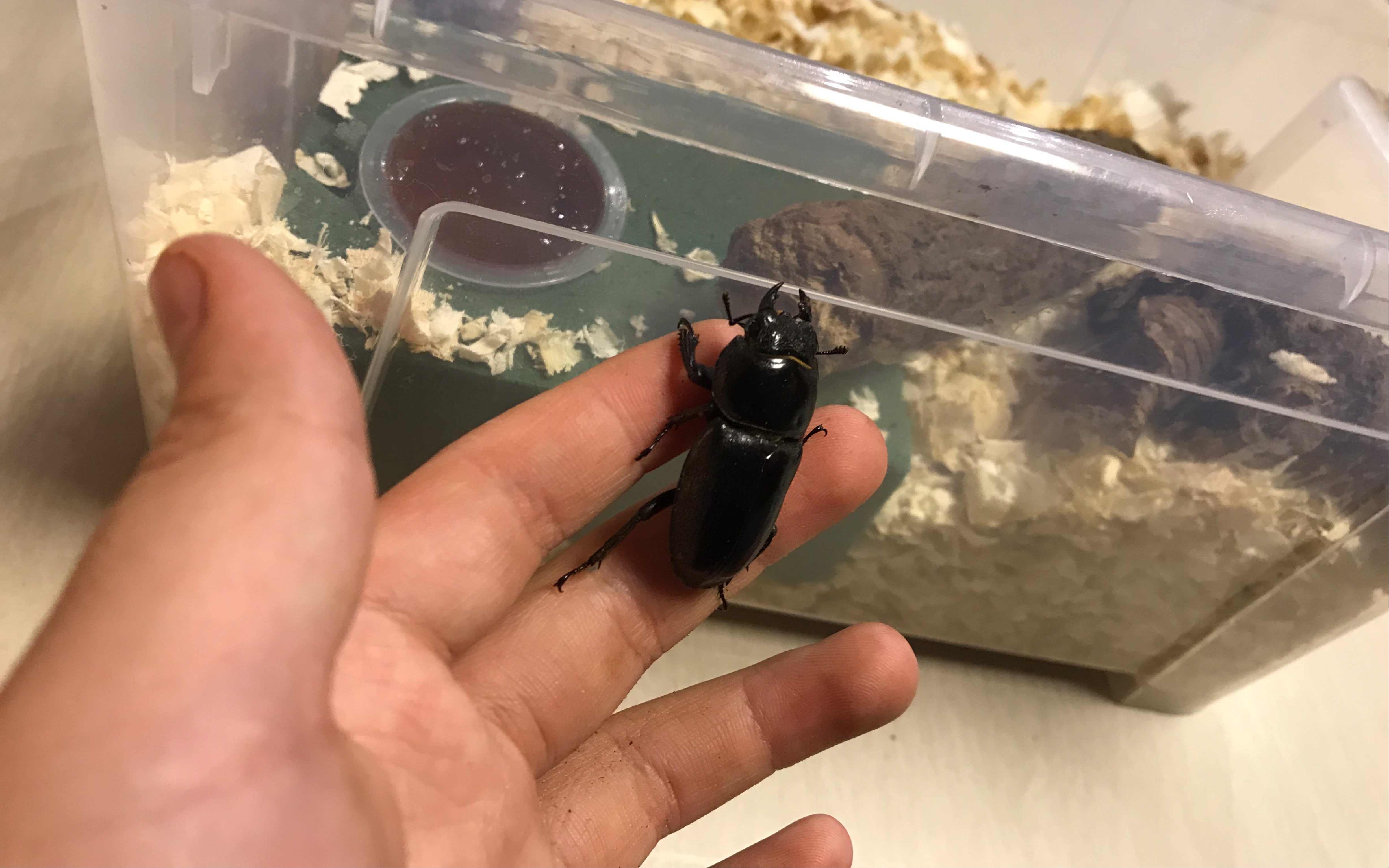 上海今年的第一只中华大扁锹母虫,虫季真的开始了!