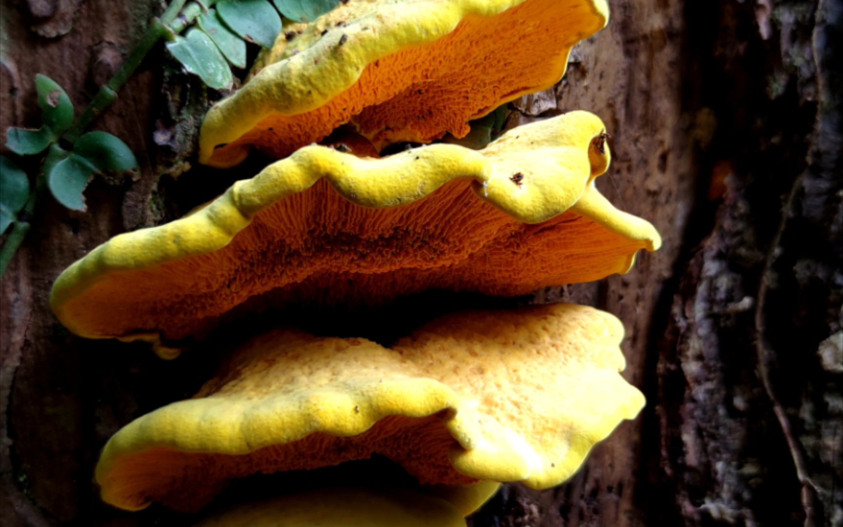 波纹桩菇——摄于广东省肇庆市鼎湖山