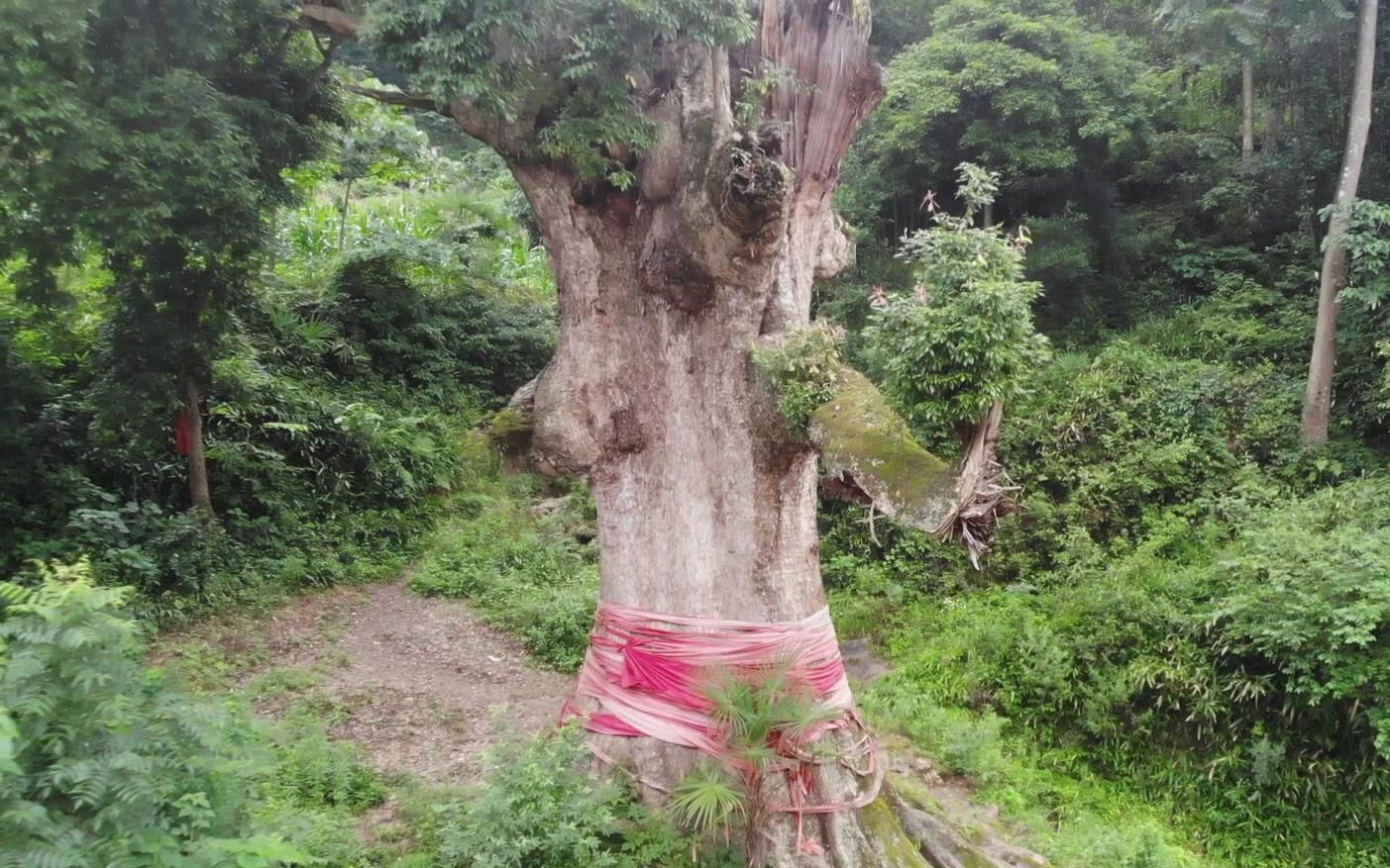 金丝楠木树王图片