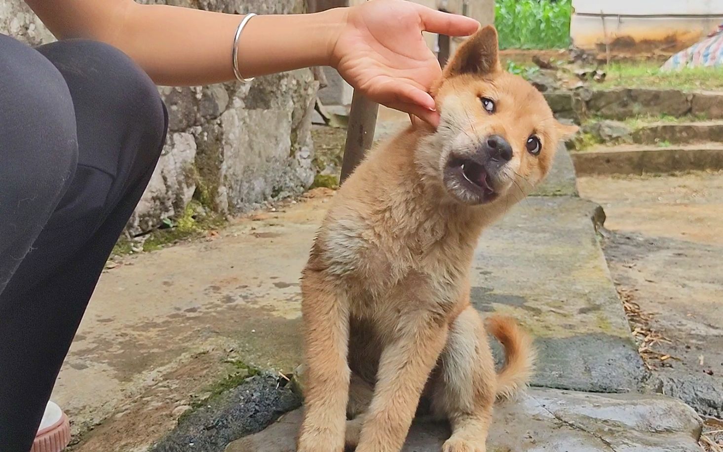 阿爆我真的无法直视这个世界除了美食
