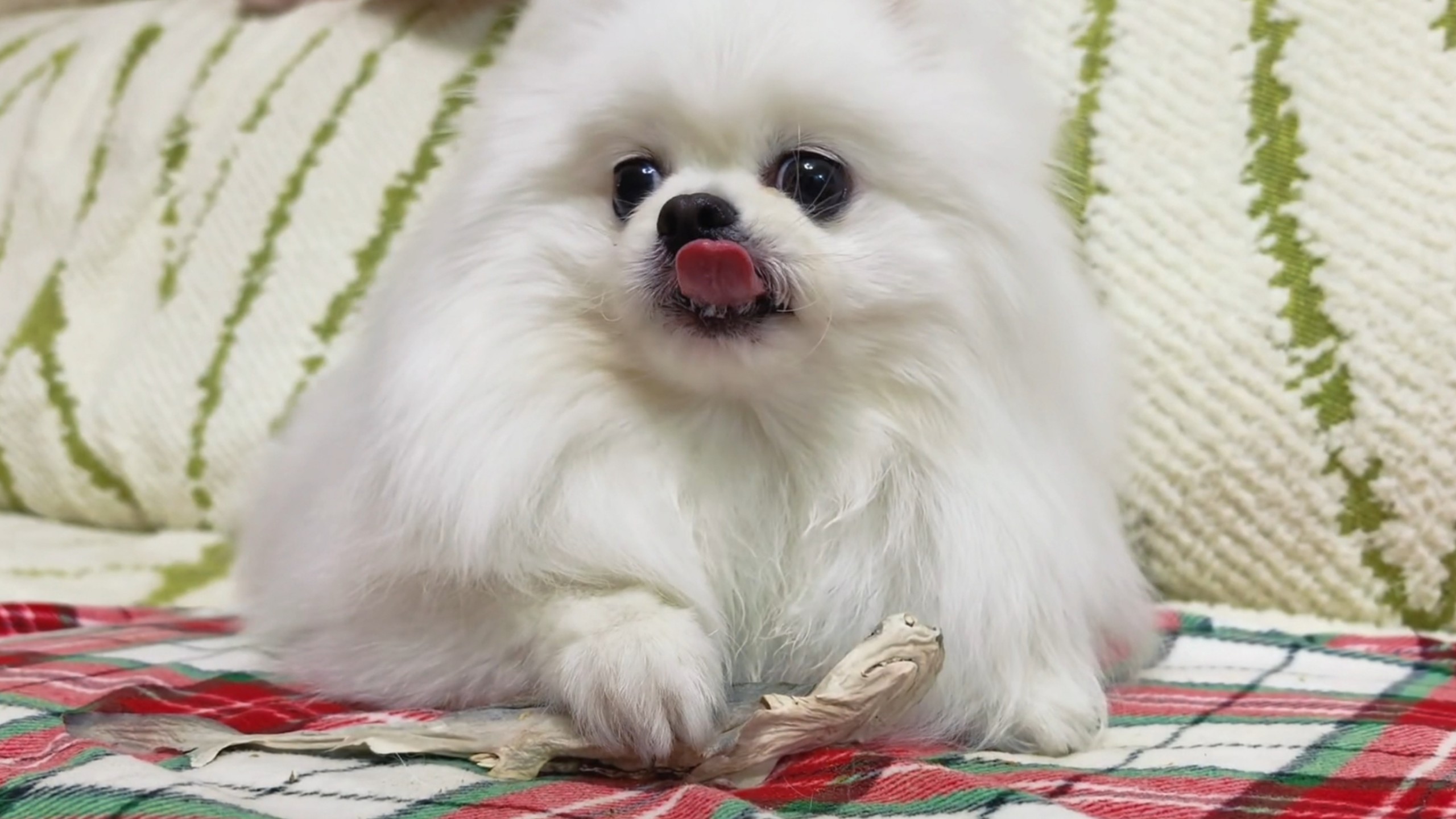 小博美大战小鲨鱼