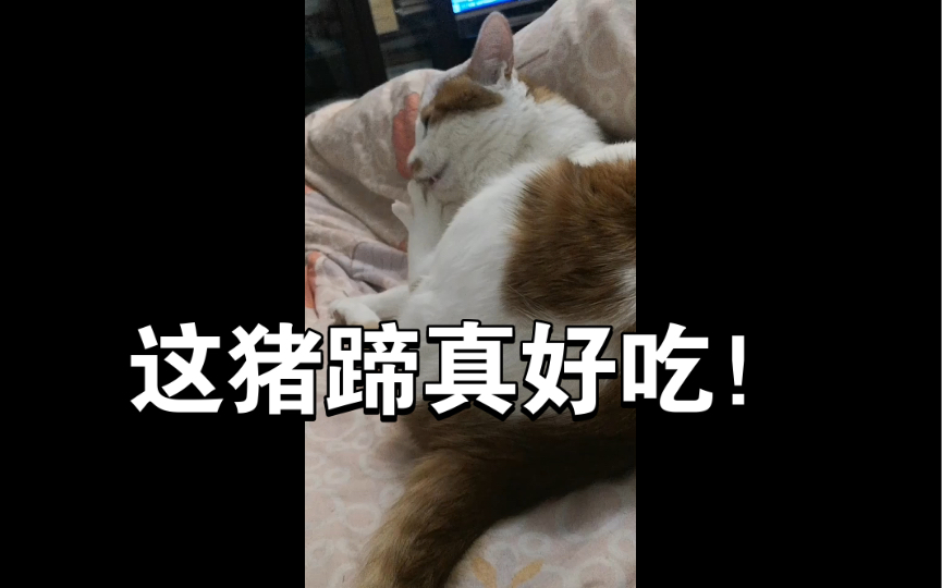 我想啃猪蹄表情包图片