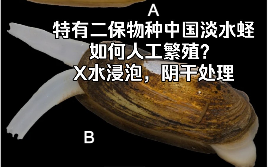 特有二保物种,中国淡水蛏如何人工繁殖?X水浸泡,阴干处理【睡前软体动物学306】哔哩哔哩bilibili