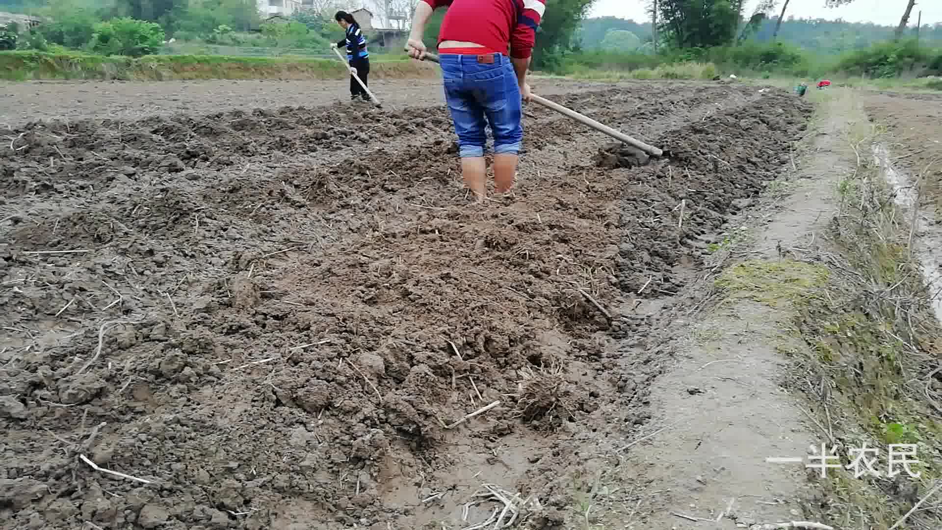 如果你不知道花生怎么来的,看看这个视频你就知道了,教你种花生哔哩哔哩bilibili