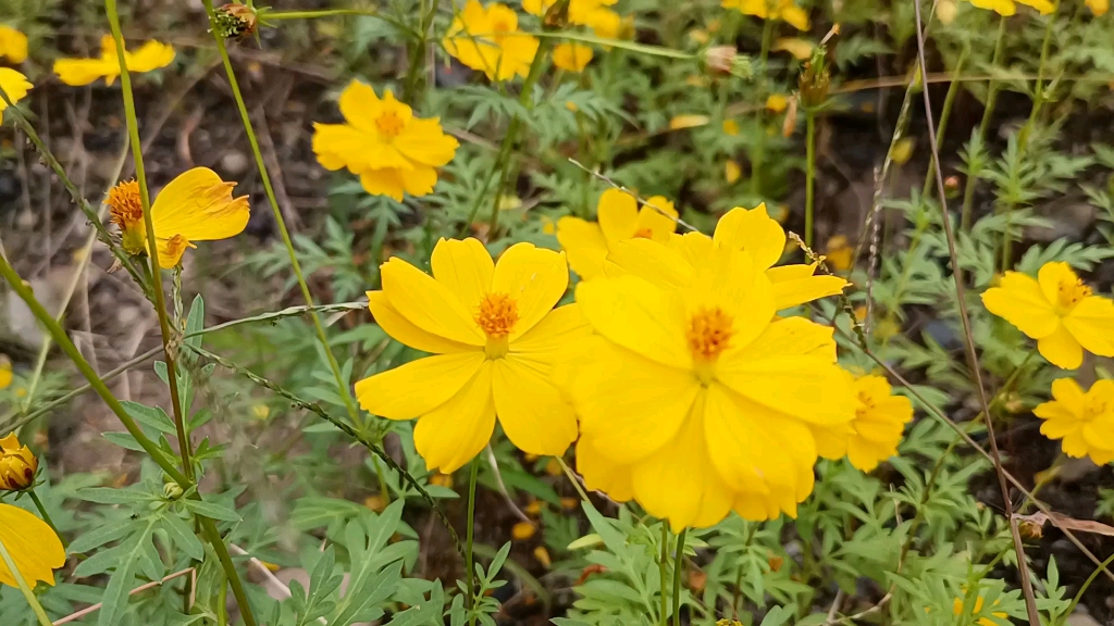 美丽典雅的硫华菊哔哩哔哩bilibili