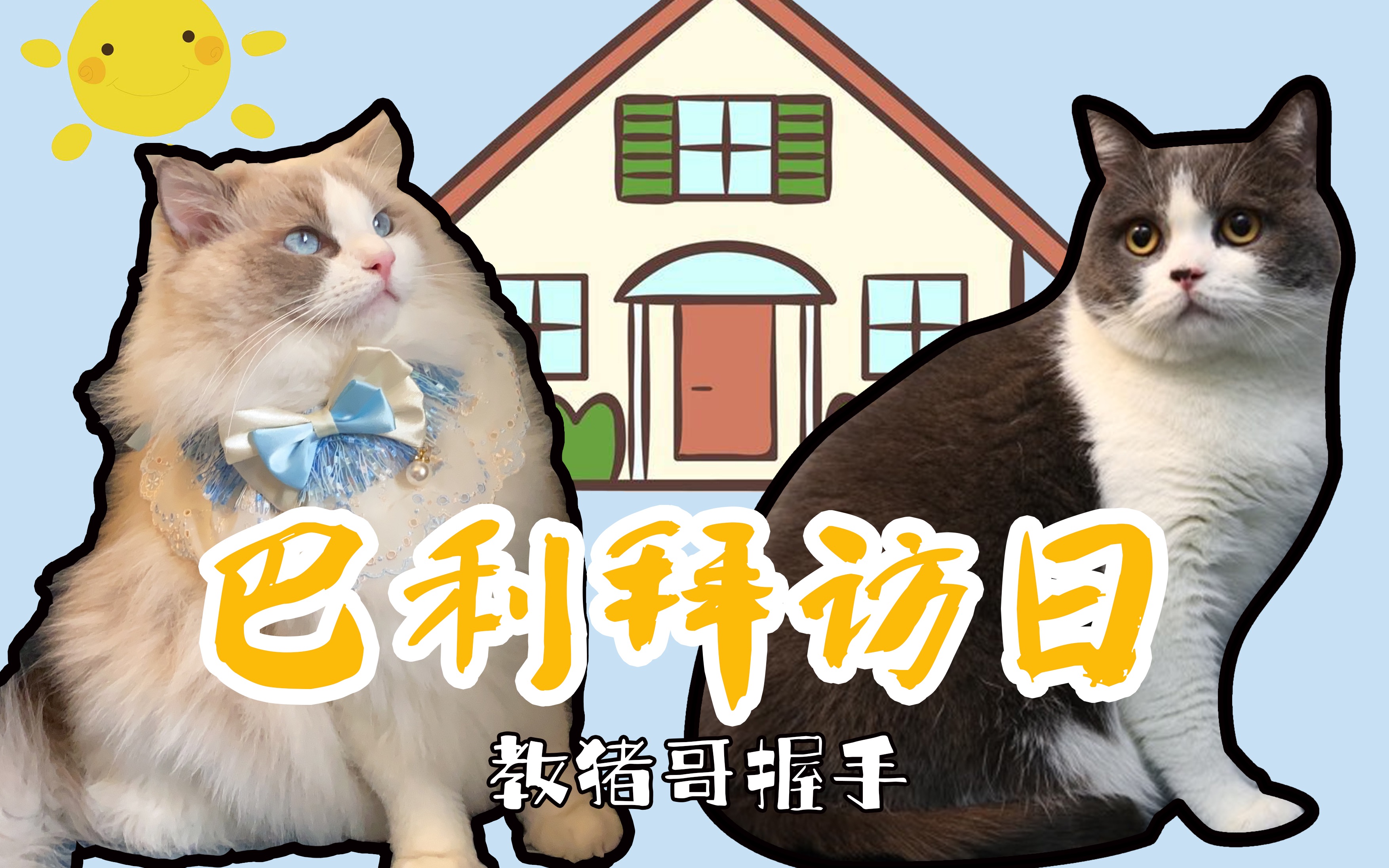 同样都是猫,为什么英短的智商会比布偶猫高这么多?
