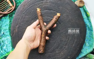 Tải video: 花斑纹，鹧鸪天。