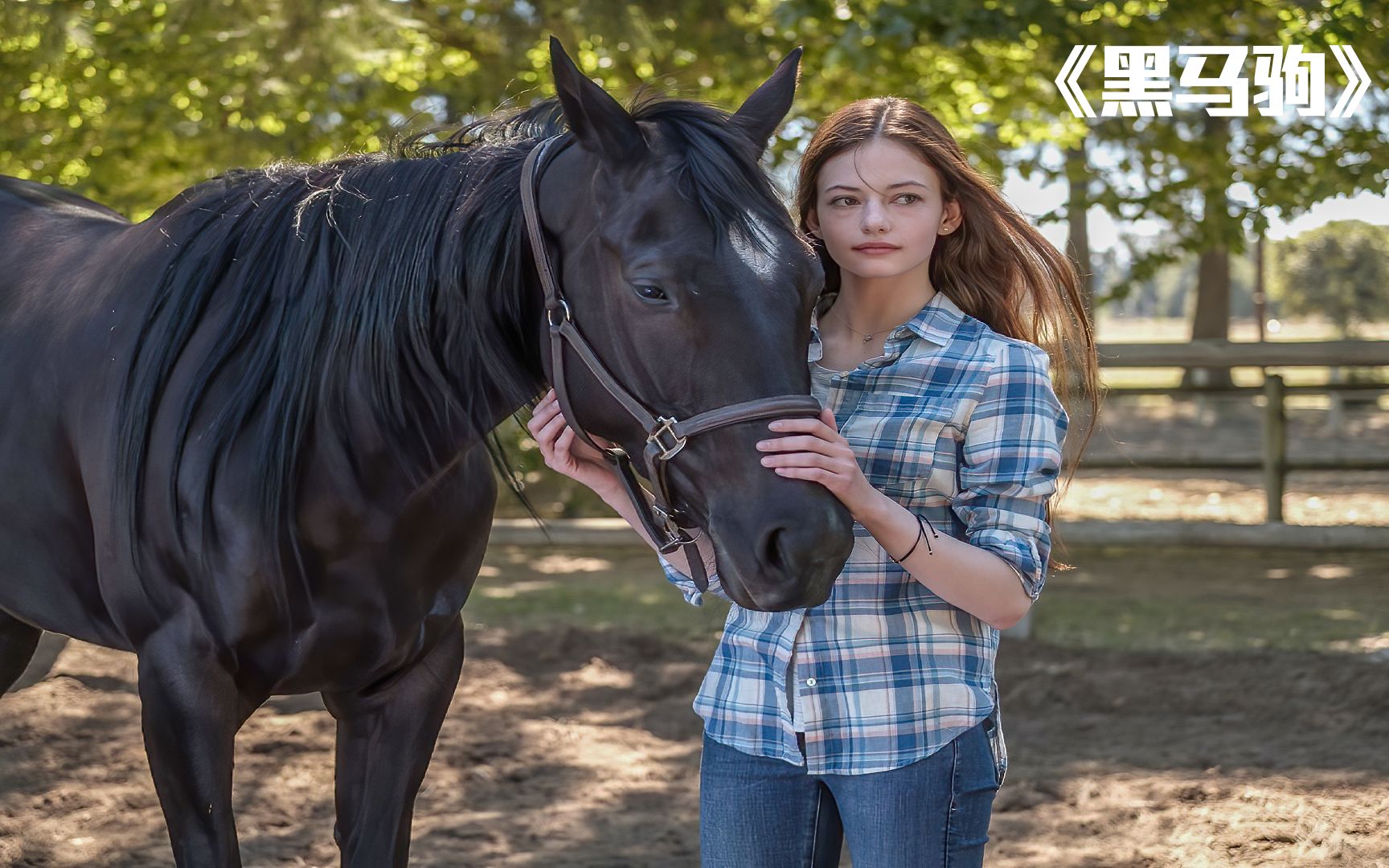 2022最佳治愈.《黑神驹》