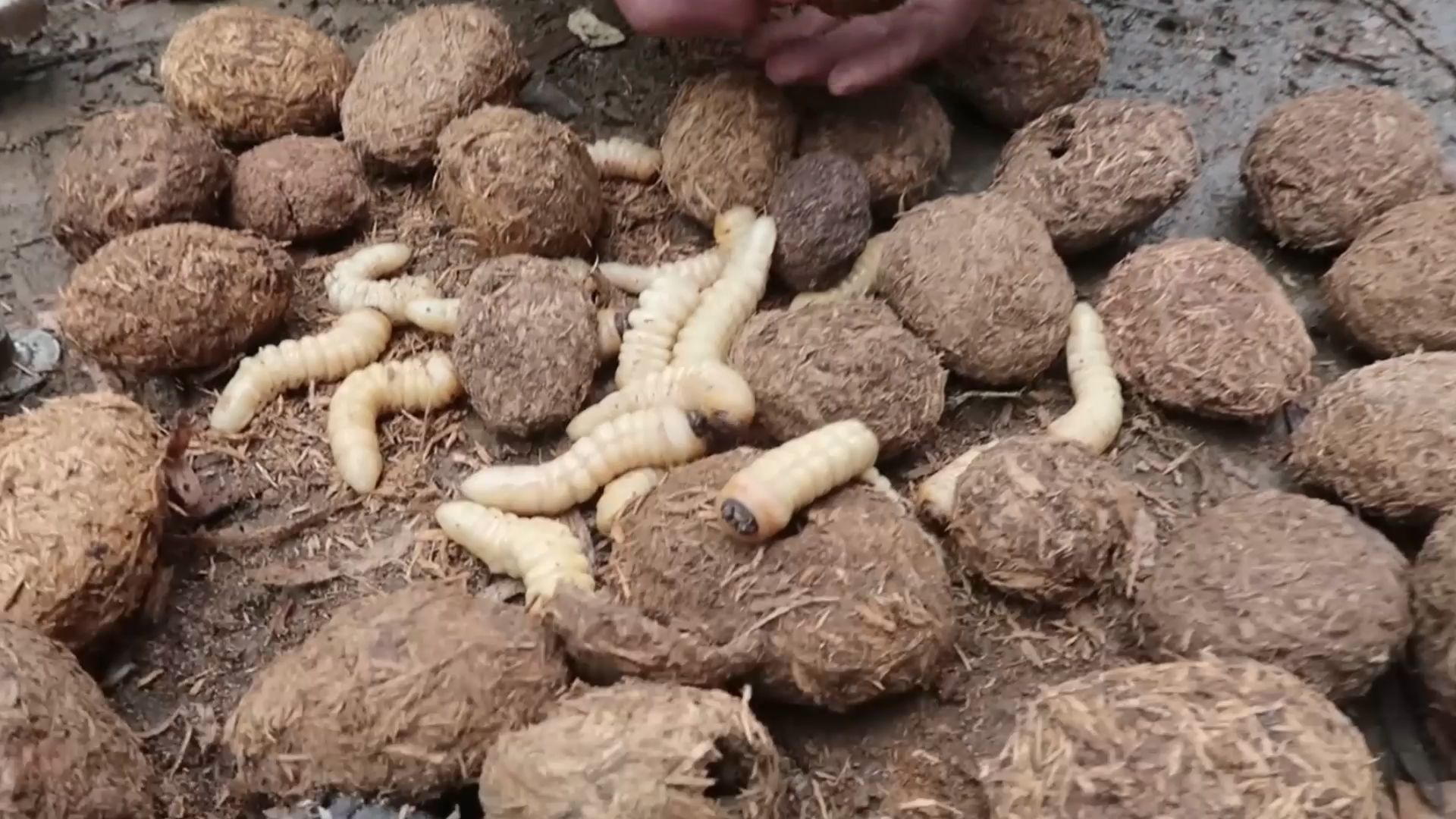 生吃荒野大竹虫