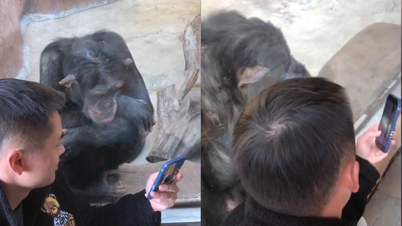 小夥隔窗給動物園猩猩刷視頻,猩猩看十餘分鐘還捨不得,場面爆笑