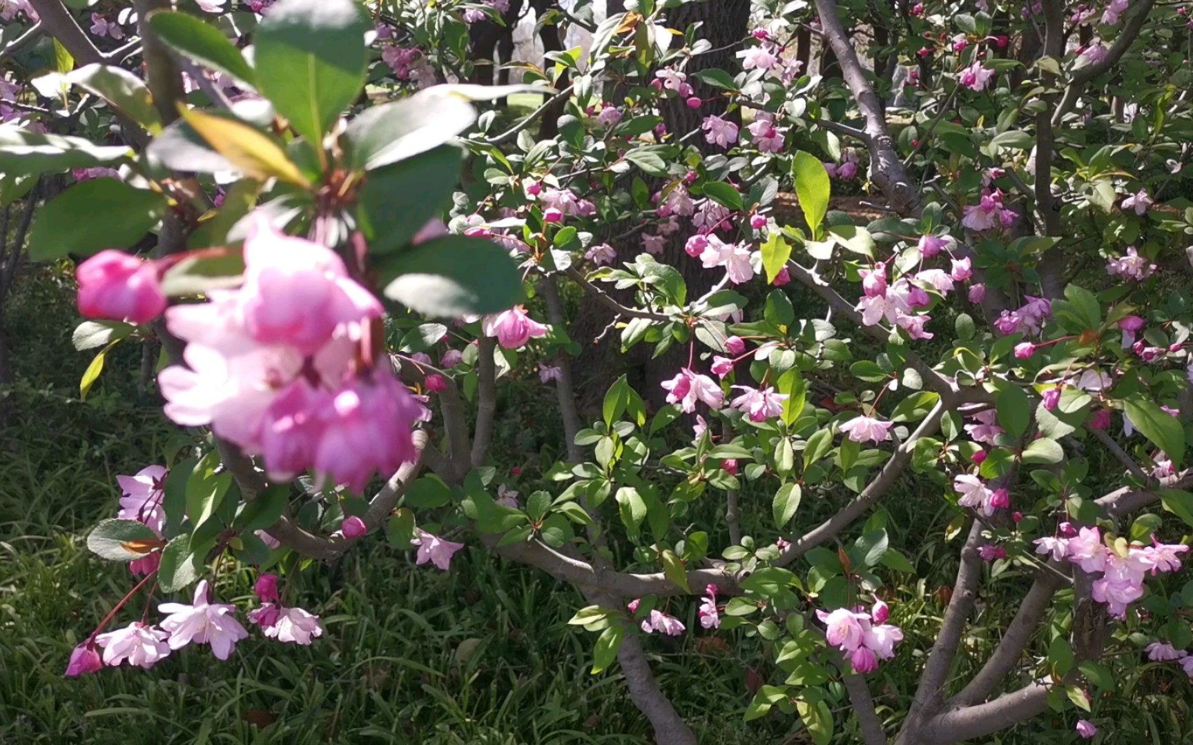 春天里漂亮花花百花香94愿漂亮眷顾每一天94阳光照耀风格94什么