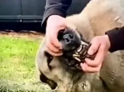 能猎狼的犬就得长得一口好牙，看看坎高的犬齿，也不短吧，别怀疑这口牙的威力