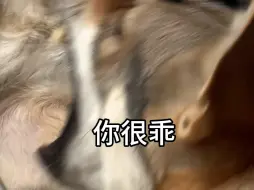 Download Video: 萌犬互殴：睡答辩上了！