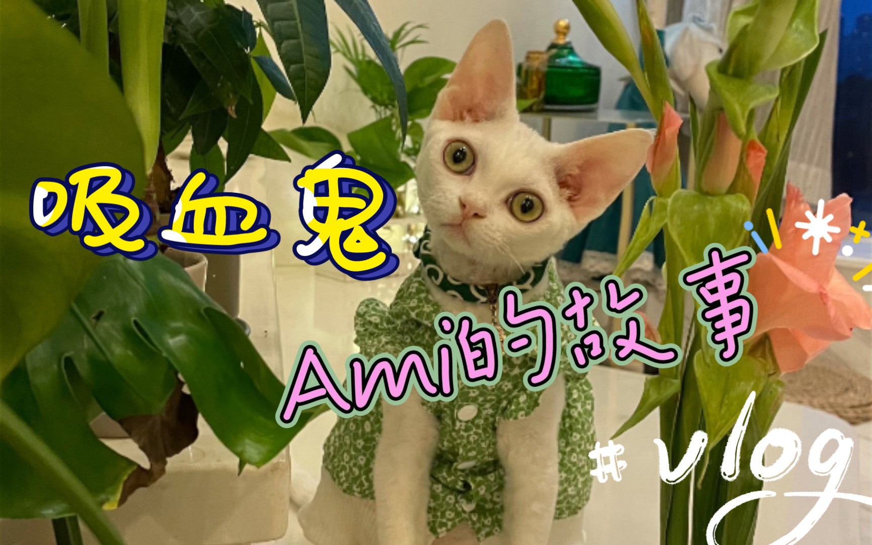 吸血鬼Ami的故事哔哩哔哩bilibili