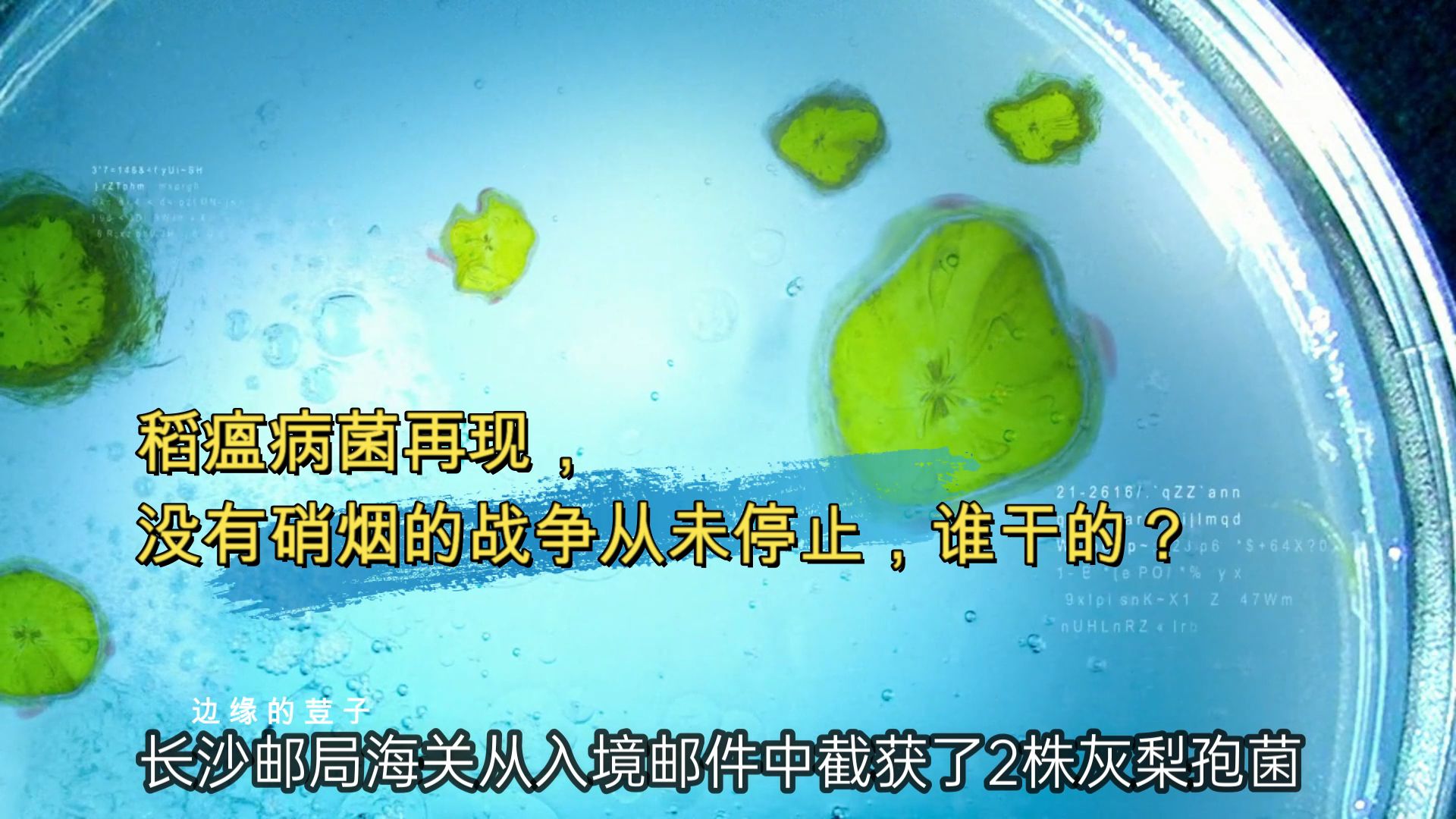 稻瘟病菌再现,没有硝烟的战争从未停止,谁干的?哔哩哔哩bilibili