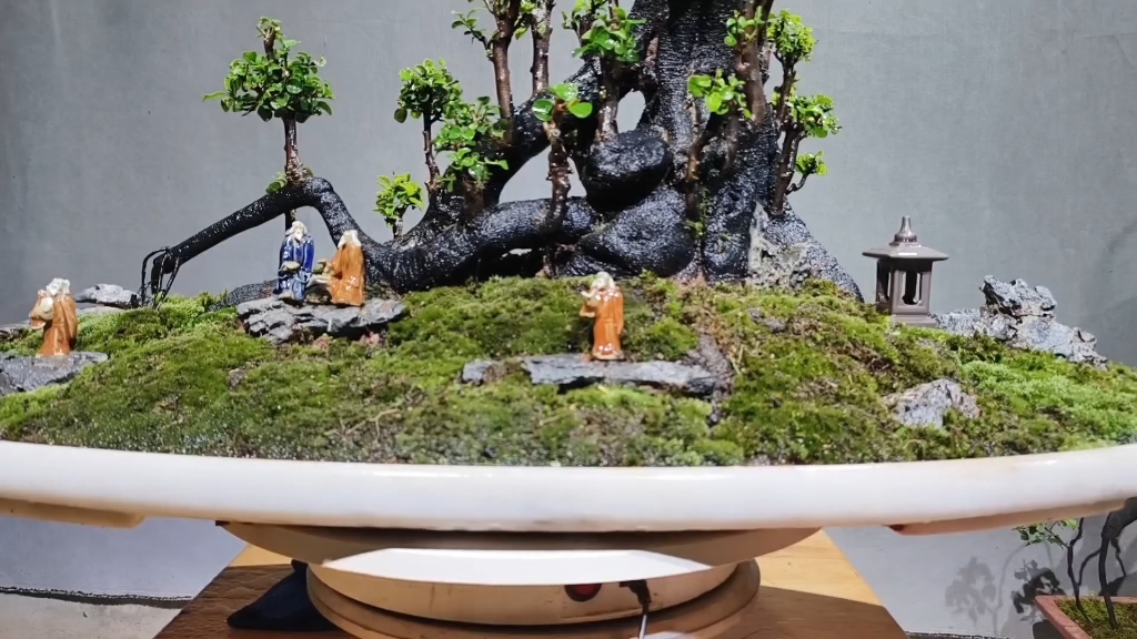 一本假山灌木金弹子盆景