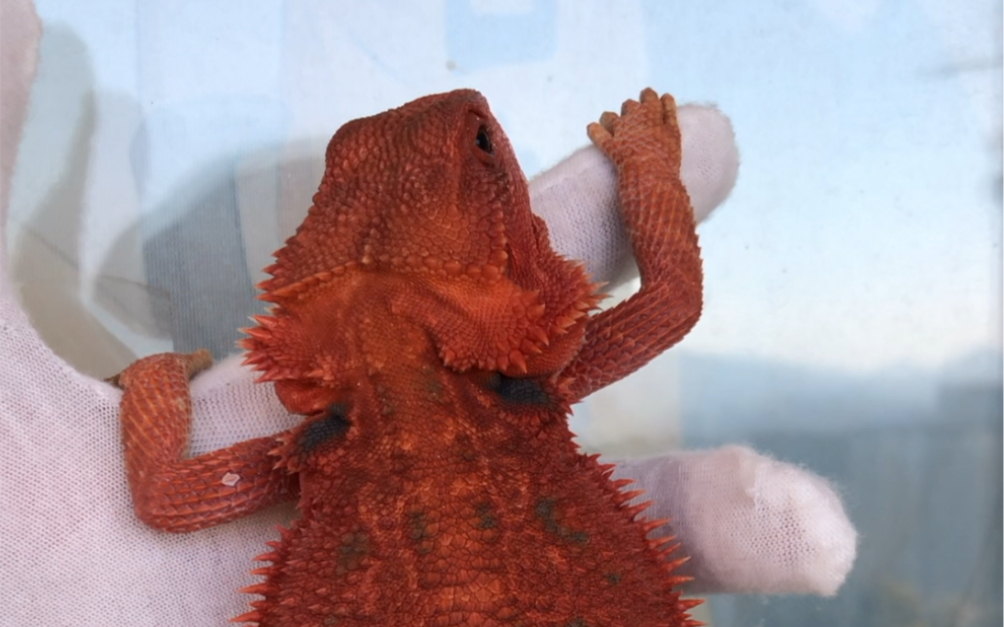 出鬃狮蜥,果冻隐白甲,母,37cm,专注中高端红系鬃狮蜥选育繁殖,你想要