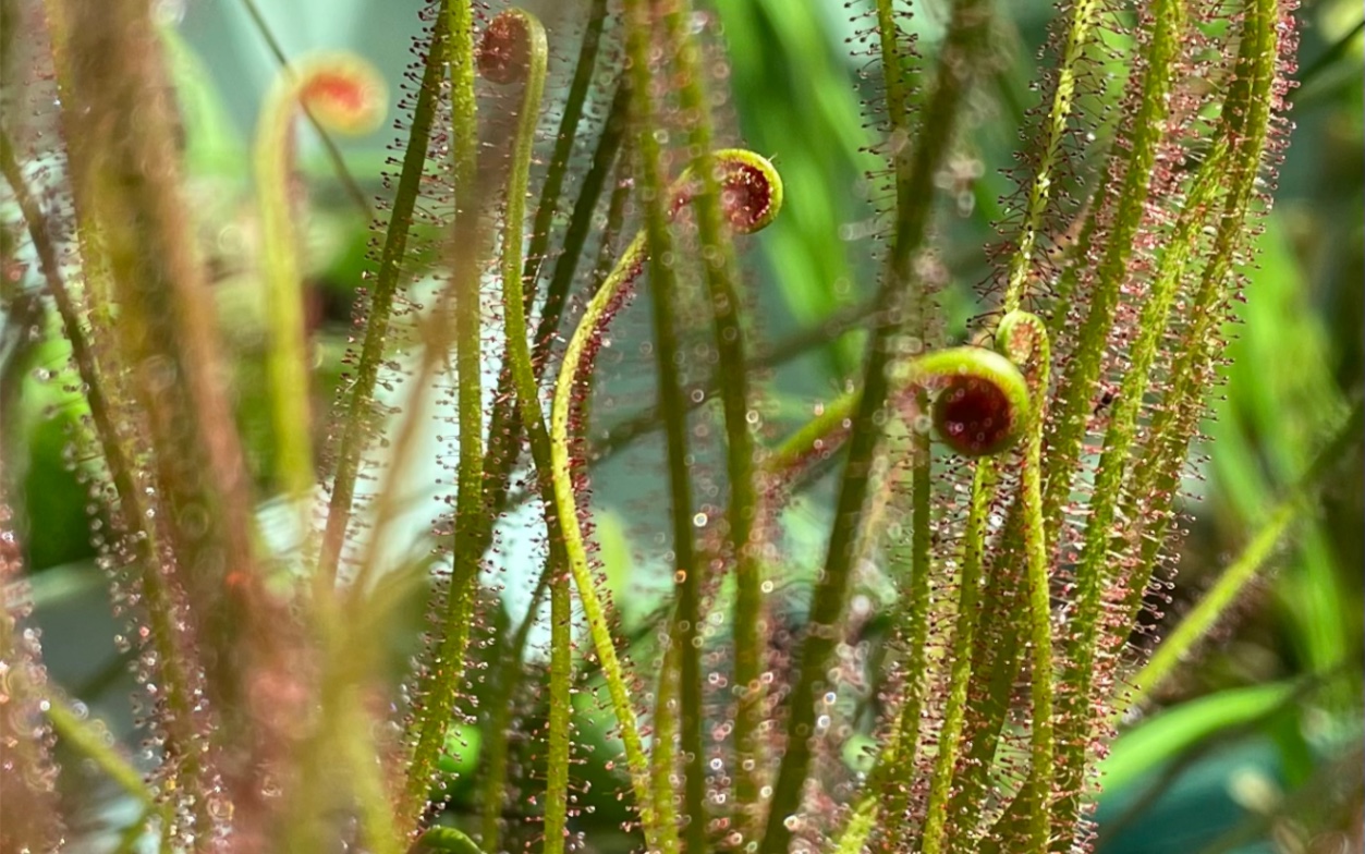 drosera filiformis var.tracyi(red)红丝叶茅膏菜