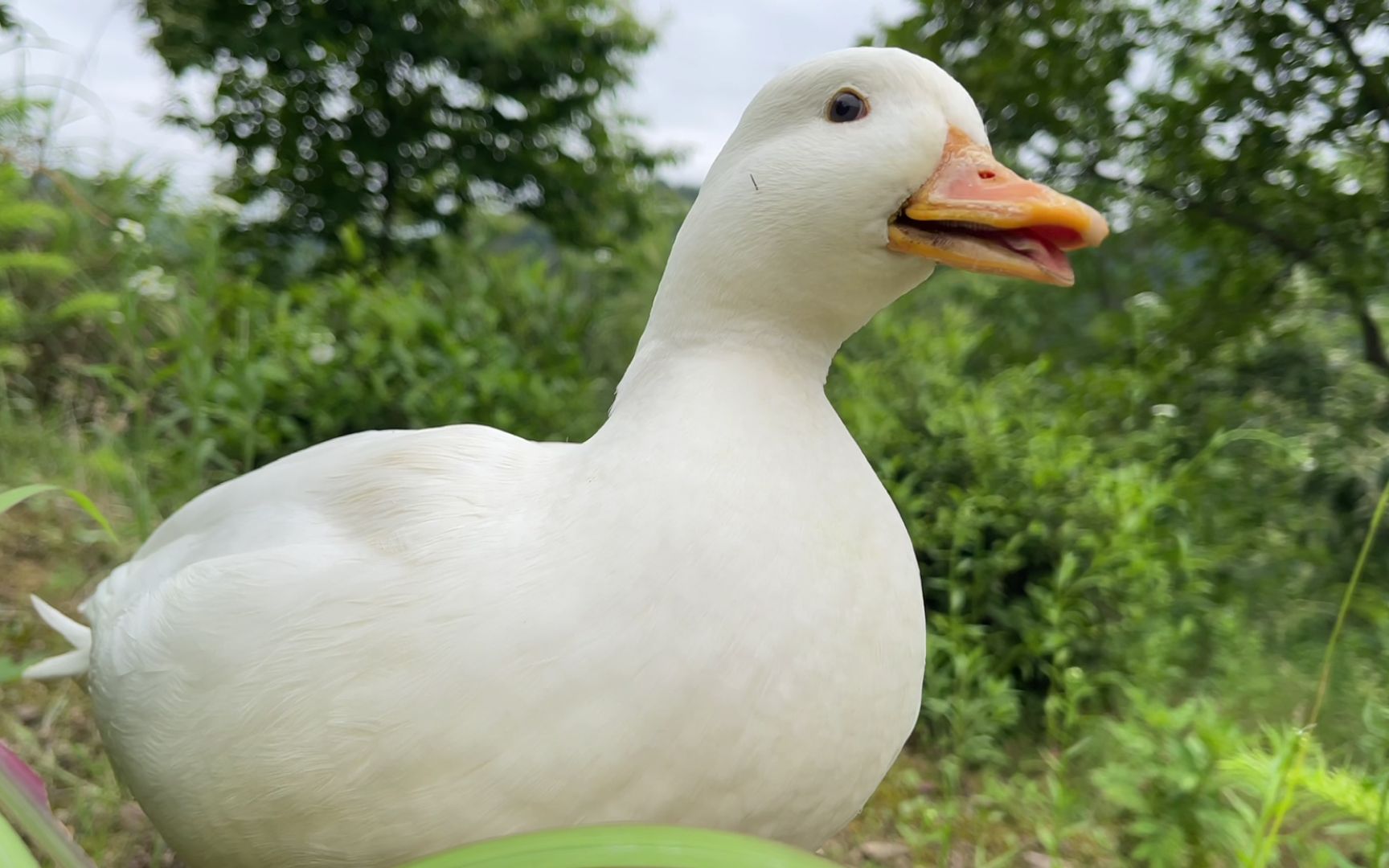 活动作品主人给柯尔鸭逮蚂蚱吃到嘴的肥肉飞了