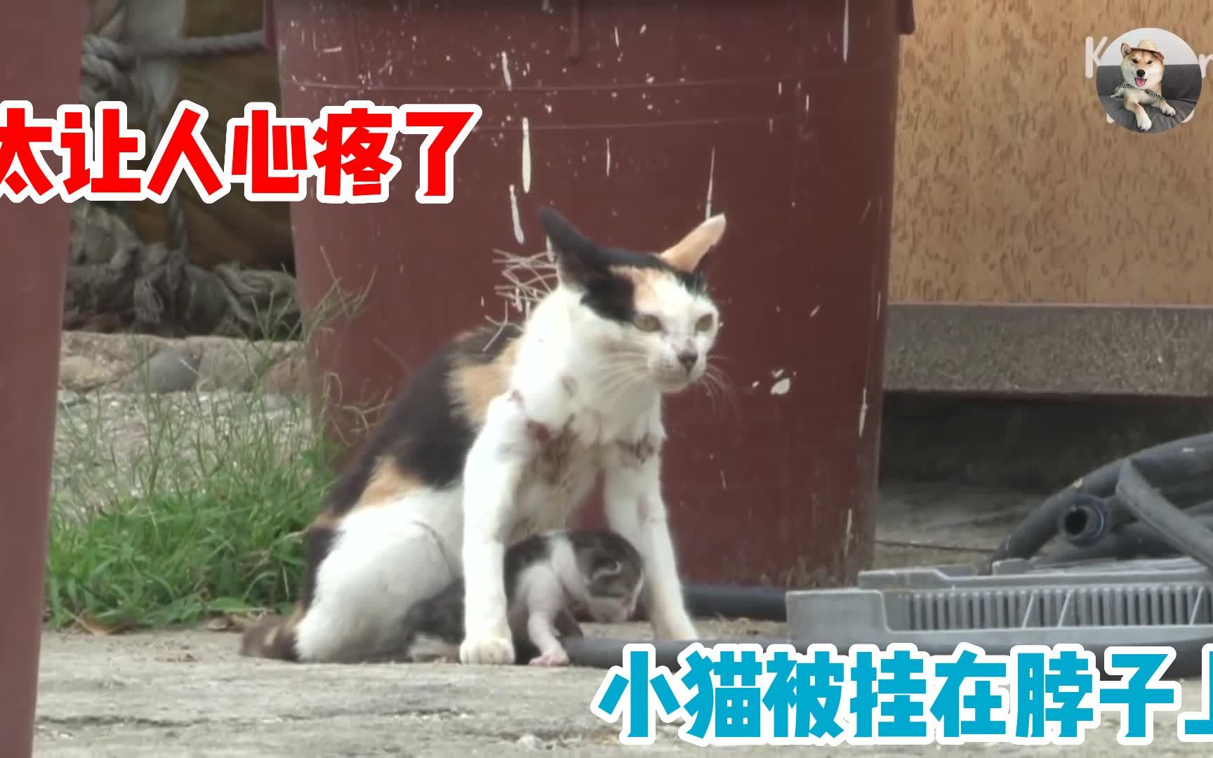 [图]猫妈妈被破网缠住了身子，小猫也被挂在妈妈脖子上，太让人心疼了