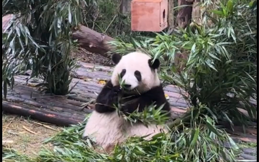 【大熊猫花花】谭爷爷真了不起,都上《环球人物》杂志啦哔哩哔哩bilibili