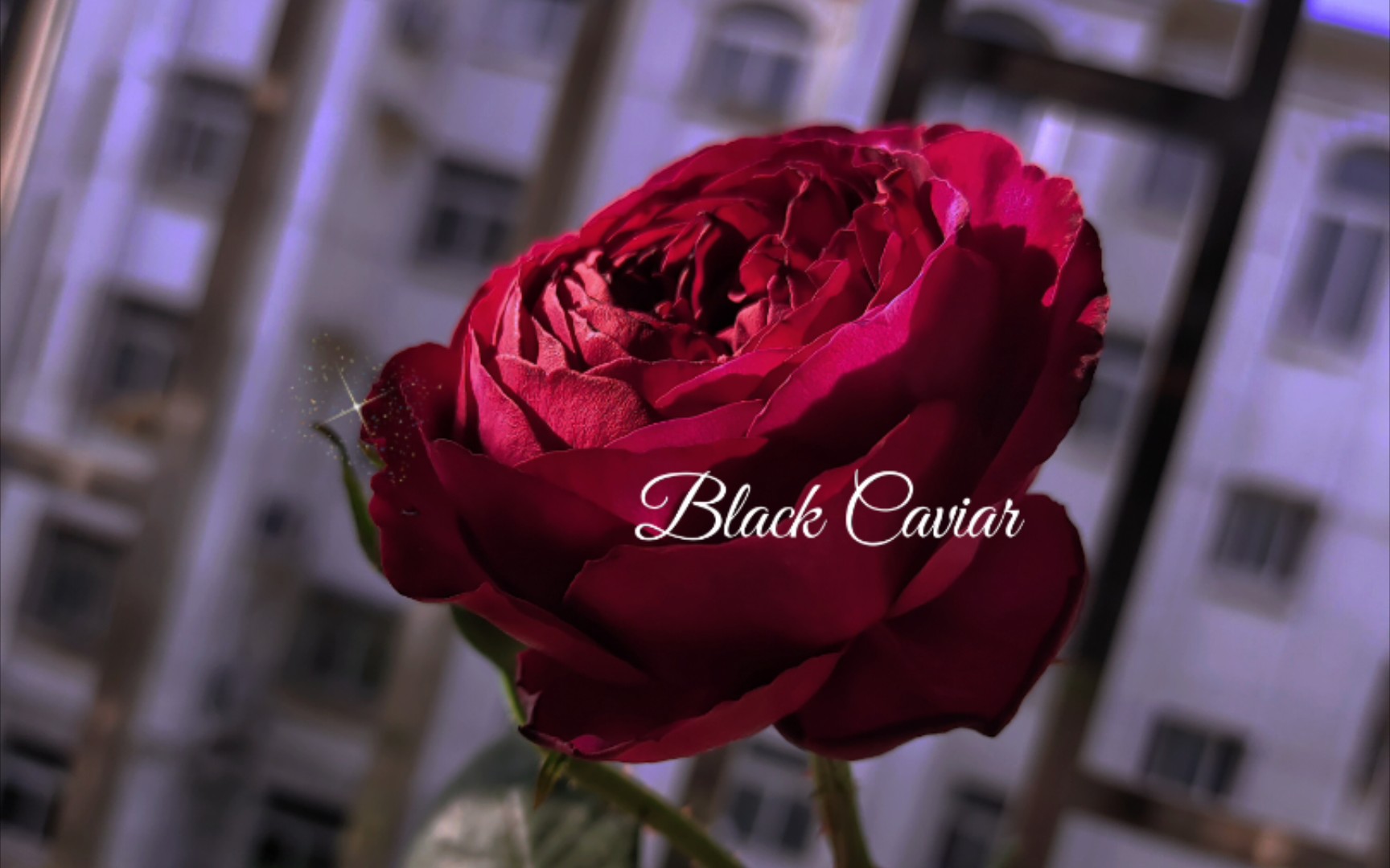 【不眠之夜/黑鱼子酱black caviar】香草,茉莉蜂蜜味道的浓香型月季