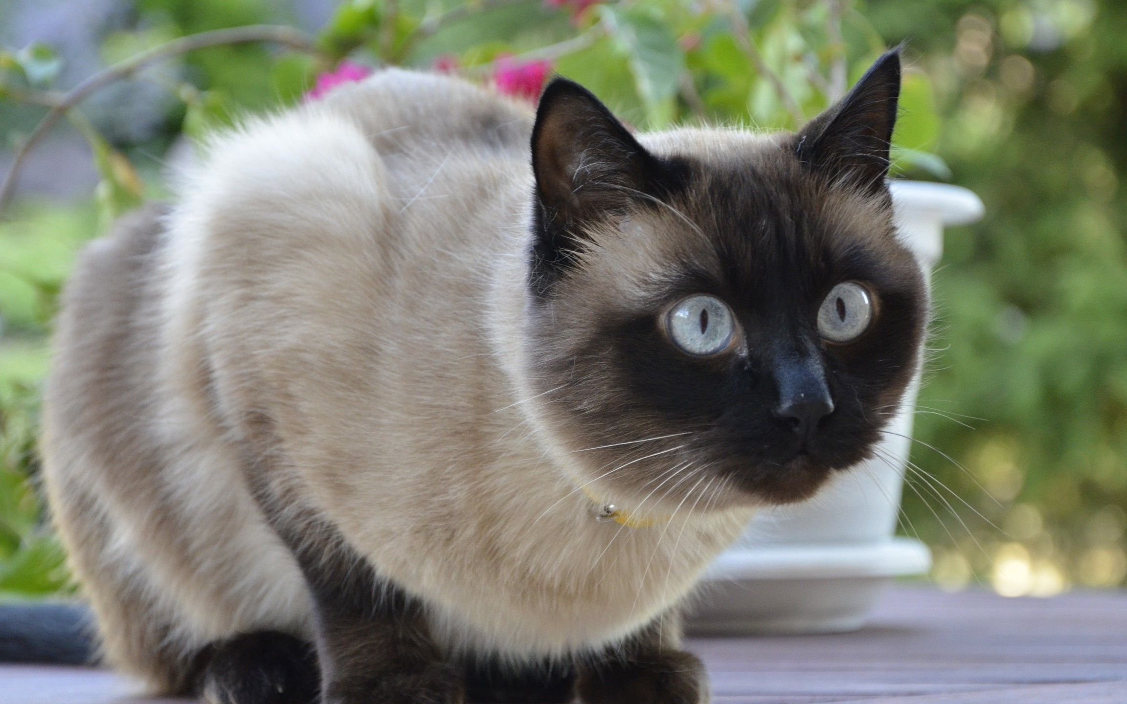 变色龙你听过,但变色猫你听过吗?