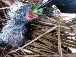 红毛鸡妈妈吊来一只大青虫喂给幼鸟