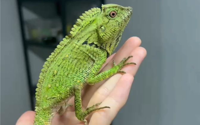 活动  多利亚森林龙,相对亲民的森林龙品种