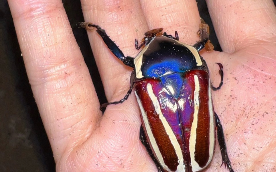 开启美丽的白条花金龟土蛋