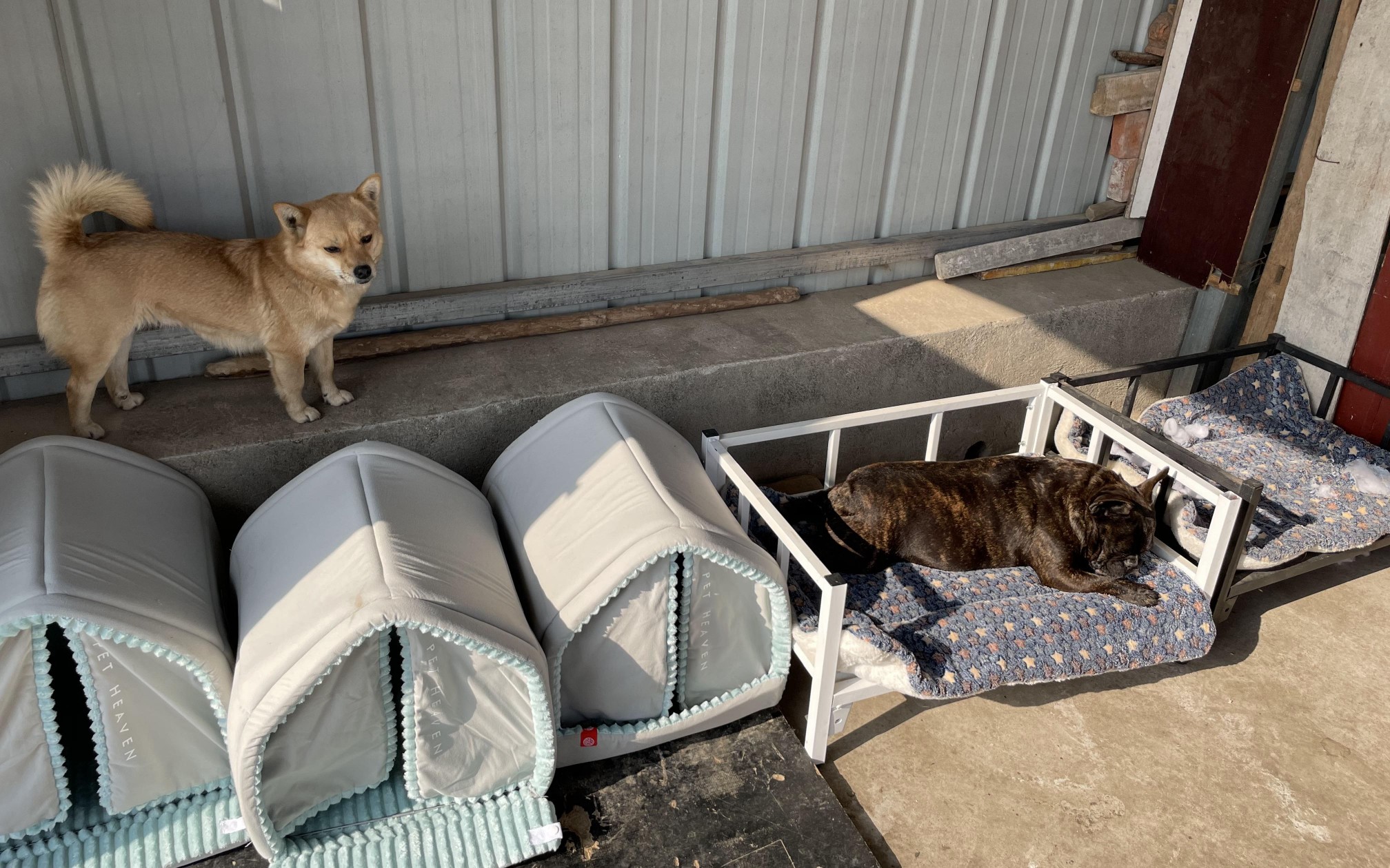 流浪狗住上了漂亮暖和的窝,一个个太开心了,狗狗激动的挑选小窝