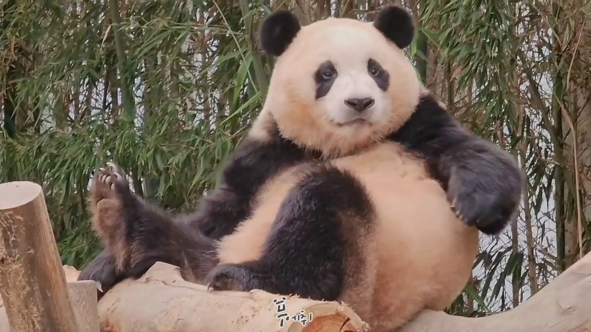 【大熊猫福宝】起床了,看到胖胖的样子,多么搞笑啊09