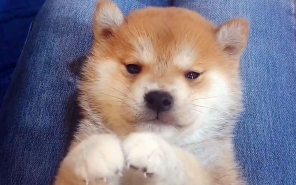 超萌小柴犬,呆萌小奶狗有点憨憨的,太可爱了