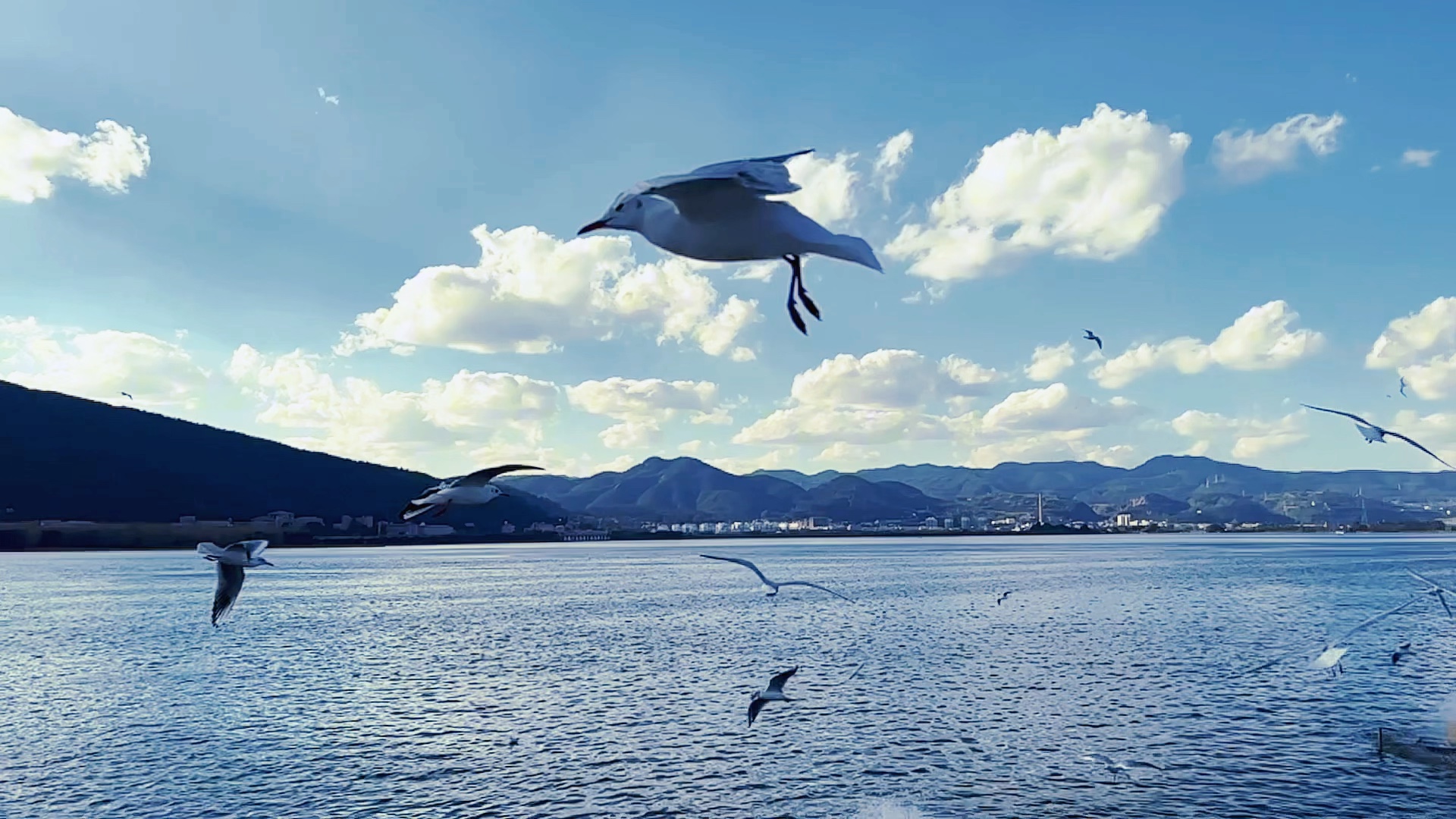 昆明 海埂大坝 海鸥