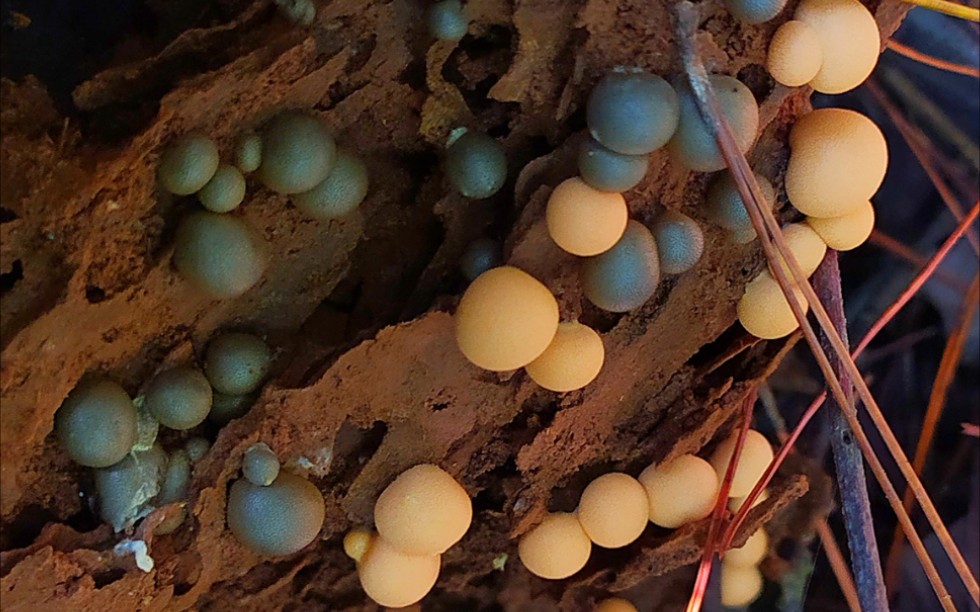 在野外遇到了一树粉瘤菌该怎么办?