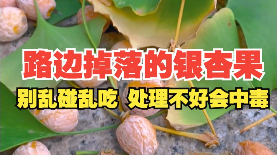 路边掉落的银杏果别乱碰乱吃，处理不好会中毒！