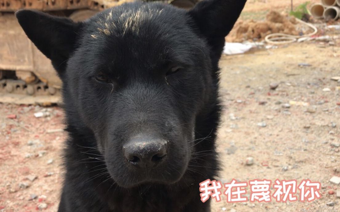 土狗阿黑:给 你 一 个 眼 神 自 己 体 会