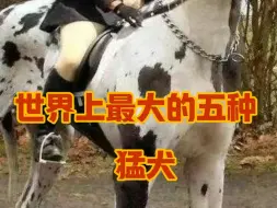 Descargar video: 可以当马骑的五种大型猛犬，藏獒也只能当弟弟？