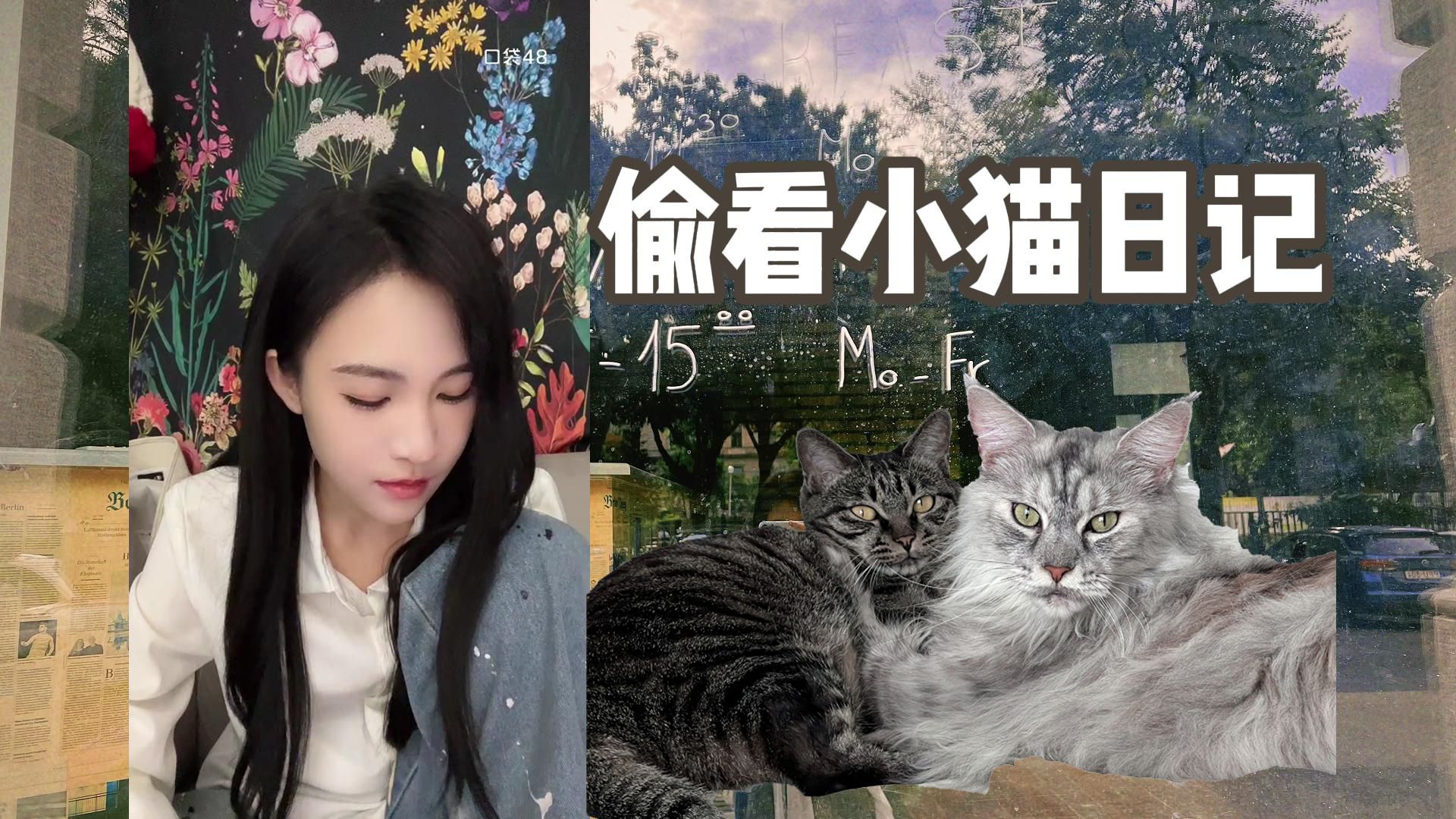 曾艾佳的猫图片