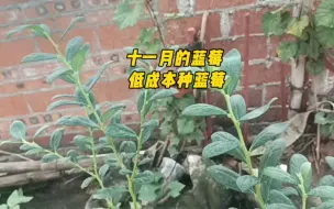 下载视频: 十一月的蓝莓 低成本种蓝莓