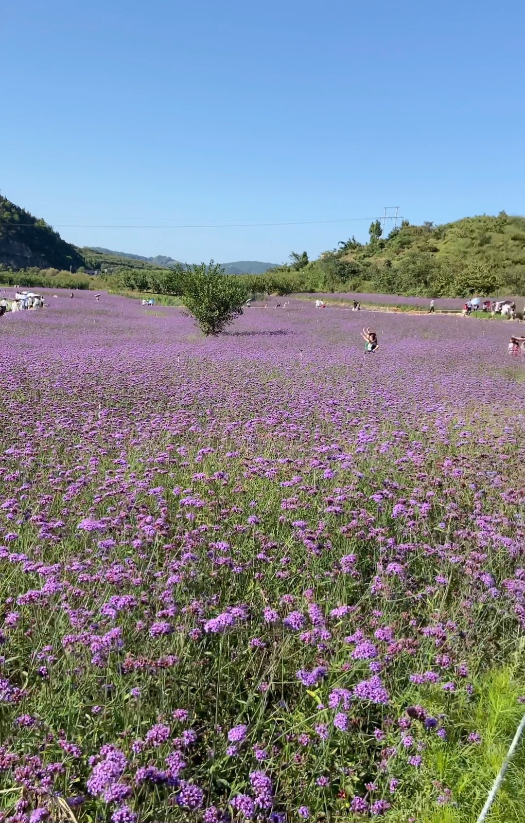 永乐花海,yyds,2021年的中秋04