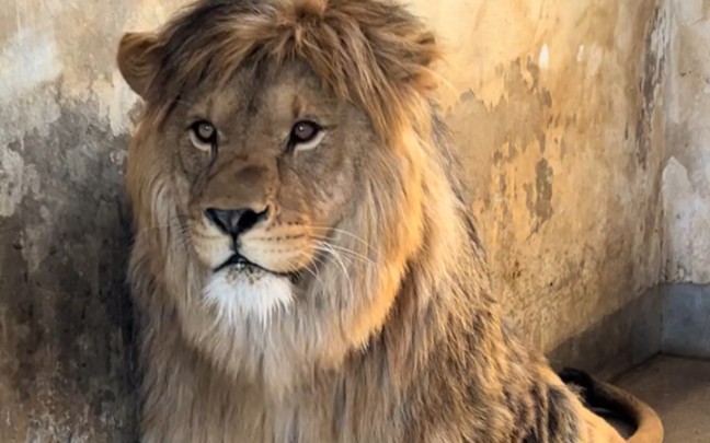 狮子大哥的发型很别致啊