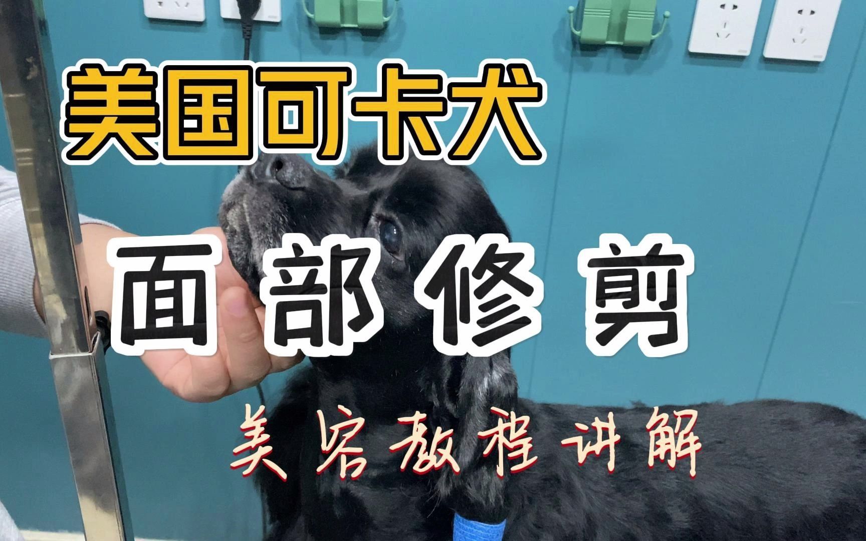 美国可卡犬面部美容教程一哔哩哔哩bilibili