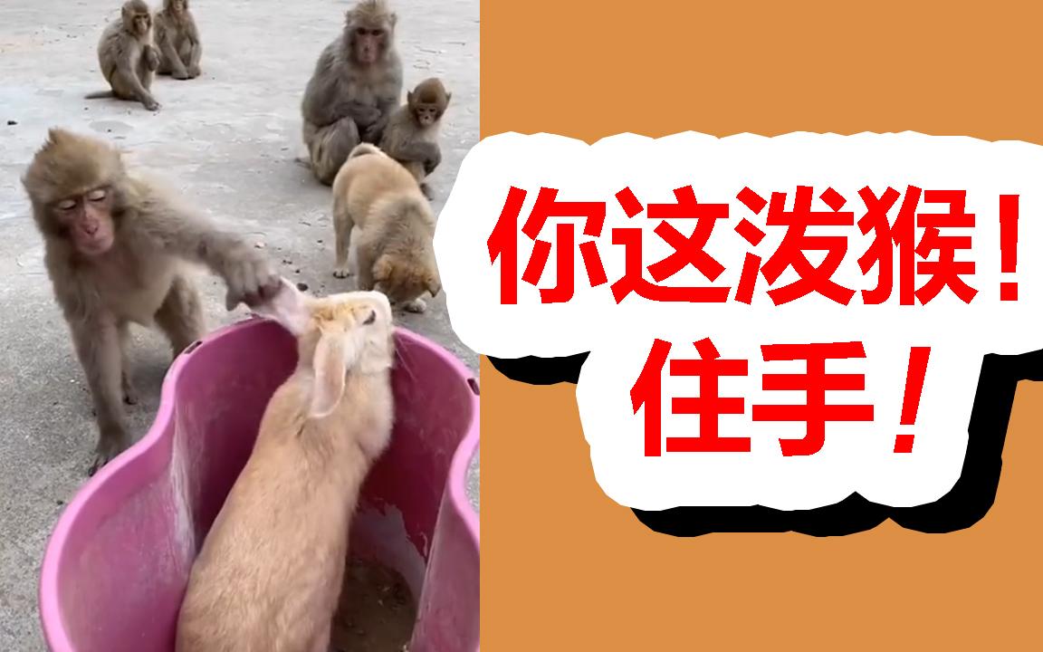 [图]调皮的猴子，有时候挺招人烦的。