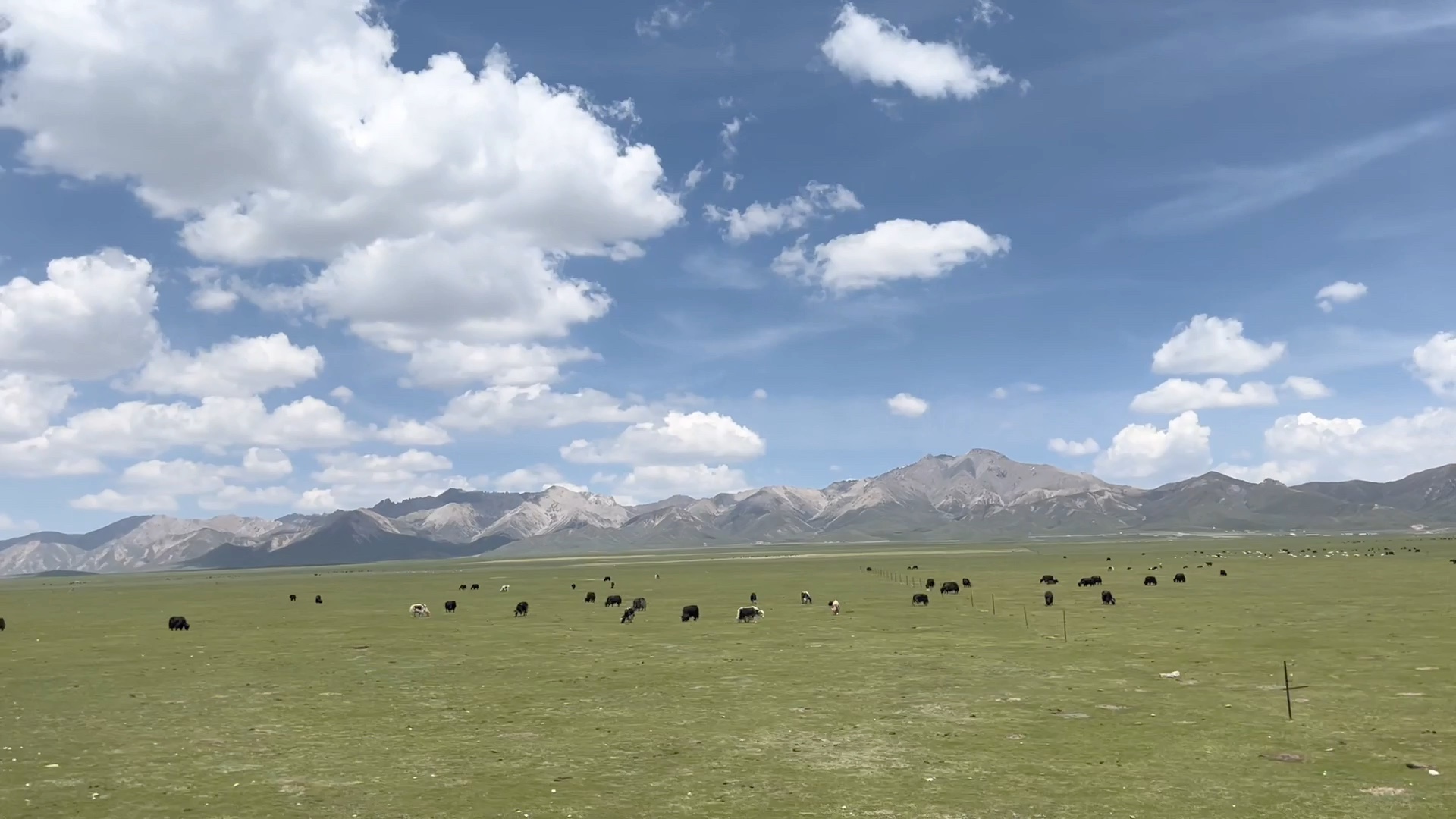 祁连山下牛马成群