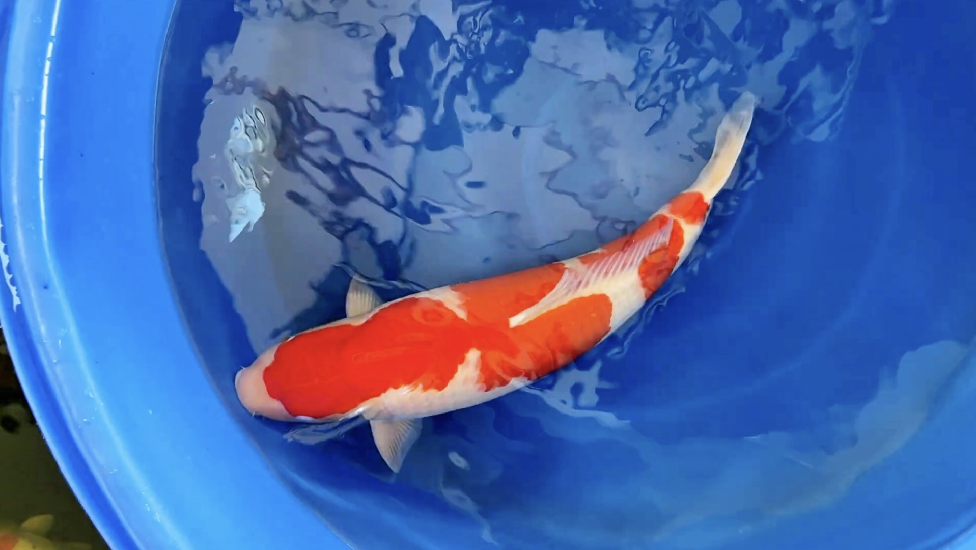 三段红白锦鲤,大模样滴極上观赏鱼.