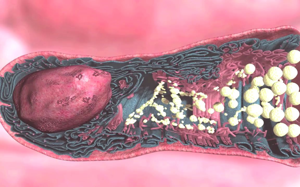 气道杯状细胞thegobletcelloftherespiratoryairway