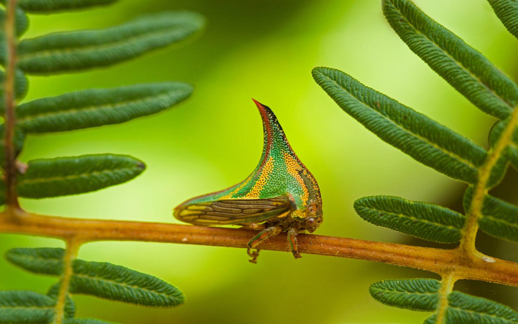 pico bonito国家公园里的刺蛾,洪都拉斯 (08 mac stone/tandem